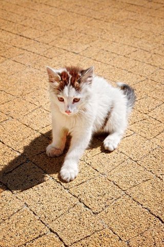 O kostce brukowej bez ogródek: fakty i mity